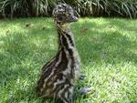 Quinta-feira: Zoo Pomerode registra nascimento de ave chamada Emu, segunda maior do mundo