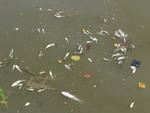 Segunda-feira: Muitos peixes so encontrados mortos na praia Meia Praia, em Itapema, por causa de derramamento de esgoto no Rio Perequ