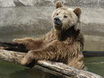 Viver em Pomerode  orgulhar-se do zoo. Uma das maiores atraes do zoolgico de Pomerode so os ursos.