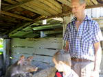 Viver em Pomerode  morar numa casinha colonial. O av Wendelin Siewert mostra como tratar os porcos para o neto Matheus Siewert.