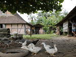 Viver em Pomerode  morar numa casinha colonial. Os patos e galinhas completam o cenrio buclico da casa do Bairro Testo Alto.