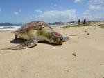 Segunda-feira: Tartaruga  encontrada morta no Canto do Morcego da praia Brava, em Itaja