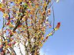 Pomerode se enfeita para a Pscoa. Osterbaum, rvore de Pscoa,  enfeitada com 15 mil ovos coloridos