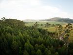 Vista da plantao de eucalptos e BR-470 ao fundo