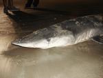 Quinta-feira: Tubaro-azul  encontrado morto na Praia Central de Balnerio Cambori. Animal tinha cerca de dois metros e estaria morto h pelo menos dois dias