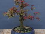 O bonsai Acer tem oito anos