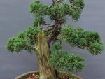O Junpero Chins de 22 anos  uma das tradicionais espcies de bonsai 