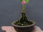 O Anthurium Mini tem uma pequena flor que impressiona pela delicadeza