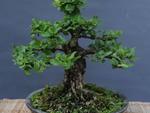 O bonsai de acerola tem 16 anos