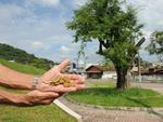04 de abril de 2013 -Recuperao do tamarindo emociona Jos Felcio da Silva, jardineiro que ajudou no transplante da rvore, em 1998