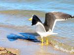 Foto 7: Gaivota leva o peixe para a margem