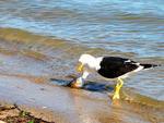 Foto 9: peixe encara a gaivota pela ltima vez