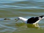 Foto 4: gaivota continua tentando pegar o peixe