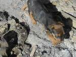 Tera-feira: Cachorros morrem queimados no Bairro Itoupava Central, em Blumenau ONG Aprablu resgatou o animal