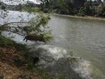 O reprter fotogrfico Gilmar de Souza flagrou trs capivaras entrando no Itaja-Au para um banho de rio na manh de quinta-feira