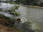 O reprter fotogrfico Gilmar de Souza flagrou trs capivaras entrando no Itaja-Au para um banho de rio na manh de quinta-feira