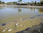 Quinta-feira: Peixes so vistos boiando na lagoa do Parque Ramiro Ruediger, em Blumenau, aps manuteno no lago. Prefeitura diz que o problema  pontual