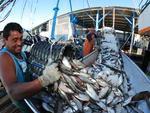 Sexta-feira: Sardinha importada faz refrear a pesca no Litoral Norte de Santa Catarina