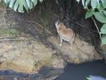 Resgate foi feito na manh desta segunda-feira, na Rua Francisco Vahldieck, no Bairro Fortaleza. No se sabe se a cachorrinha caiu ou se foi abandonada prximo ao crrego