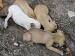 Moradora da Rua 1 de Janeiro encontrou quatro cachorros no terreno ao lado da casa dela na manh desta tera-feira