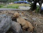 Moradora da Rua 1 de Janeiro encontrou quatro cachorros no terreno ao lado da casa dela na manh desta tera-feira