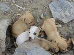 Tera-feira: Cachorros so abandonados dentro de cano no Bairro Itoupava Norte, em Blumenau