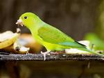 Periquito-rico (Brotogeris tirica) -  o mais comum entre os periquitos de Blumenau. Alimenta-se de frutos e sementes. Vivem em casais. Os companheiros so galanteadores e vaidosos, arrumando mutuamente a plumagem e s vezes se acariciando enquanto permanecem de ponta cabea no galho. Chegam a medir 21 centmetros