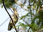 Socozinho (Butorides striata) - as pernas curtas e amarelas so a caracterstica mais marcante nessa espcie. Pode ficar horas imvel  espera de uma presa. Mede cerca de 36 centmetros.  Vive solitrio o ano inteiro e no perodo reprodutivo, faz ninhos separado das demais aves. Presente em todo o Brasil e, tambm, nas regies de clima quente frica, sia, Austrlia, Ilhas do oeste do Oceano Pacfico e Amricas