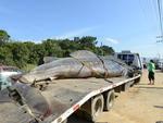 Domingo: Tubaro-baleia encalhou e morreu na praia de Porto Belo, Litoral Norte de SC. O animal vai ser exposto no Museu da Univali
