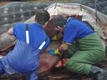 Tera-feira: Operao para conservao do tubaro-baleia que encalhou em Porto Belo custar R$ 60 mil