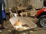 Segunda-feira: Trs cachorros so envenenados no Bairro Itoupava Central, em Blumenau