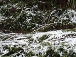 Neve em Vitor Meireles. Foto e descrio enviadas pelo leitor.