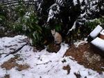 Primeiro registro de neve na cidade de Major Gercino, comunidade de Boa esperana