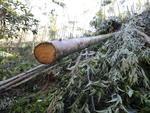 Alm das rvores que caram, preo da lenha deve diminuir devido  grande oferta de produto