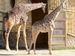 Filhotes que nasceram no Zoolgico do Beto Carrero, Filhote de Girafa