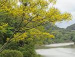 Guarapuvus floridos nas margens do Rio Itaja-A, em Blumenau