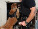 Com a ajuda do cachorro Marley, DEIC faz operao no Morro do 25 e apreende traficantes.