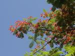 Flamboyant florida no Bairro Vila Nova