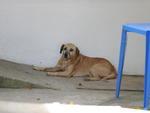 Cachorros e gatos so abandonados na Nova Rssia, em Blumenau