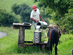 Produtores de leite de Grandes Rios (PR) sofrem com a suspeita de febre aftosa