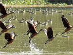 Aves migratrias voam sobre um lago de Agartala, na ndia. A China e outros pases asiticos atingidos pela gripe aviria planejam ao parar reportar todos os focos da doena de maneira rpida e transparente