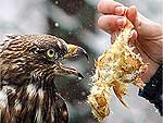 Frangos que at agora serviam de alimento para aves de rapina da Hungria, como a da foto, no podero mais ser utilizados