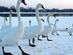 Cisnes em Torun, Polnia, pas que registrou casos da peste nesses animais