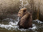 Toni, um urso pardo de seis meses, se refresca na piscina do zoolgico de Sofia, Bulgria