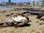 Beira-Mar de Ramle, Baida, foi coberta por peixes mortos devido ao derramamento de petrleo no mar Mediterrneo