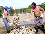 Trabalhadores utilizam ps, caixas e outros instrumentos para levar os peixes at as retroescavadeiras 