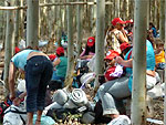 Ao foi organizada pela Via Campesina, que rene o Movimento dos Trabalhadores Rurais Sem Terra (MST) e pequenos agricultores