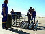 Cinco tcnicos do Centro de Recuperaes de Animais Marinhos (Cram) levaram os animais em gaiolas e os libertaram na beira da praia do Cassino