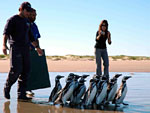 As aves receberam anilhas metlicas de identificao 