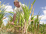 O agricultor Pascoal Grings mostra as perdas que teve na lavoura de milho em 2005 